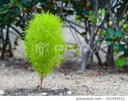 The scenery of green kochia (summer cypress) against the summer sky. The scenery of green kochia (summer cypress) against the summer sky. 141494812