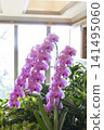 Beautiful pink phalaenopsis orchids to adorn the interior. 141495060