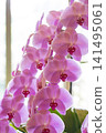 Beautiful pink phalaenopsis orchids to adorn the interior. 141495061