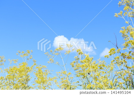 A collaboration of autumn's blue sky, white clouds, and yellow patrinia flowers. 141495104