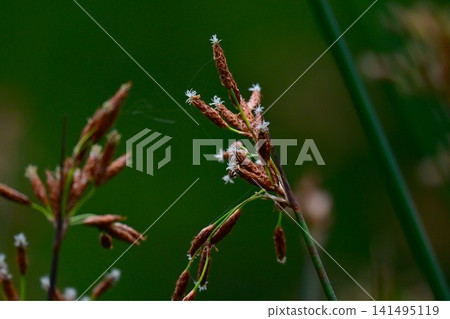 Furutoi (bulrush flower), aquatic perennial plant of the sedge family, emergent aquatic plant. Furutoi (bulrush flower), aquatic perennial plant of the sedge family, emergent aquatic plant. 141495119