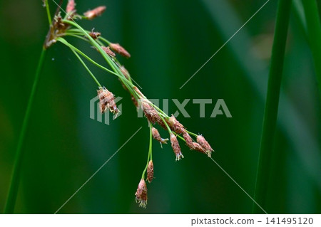 蘆葦(香蒲花),莎草科多年生水生植物,挺水植物。 蘆葦(香蒲花),莎草科多年生水生植物,挺水植物。 141495120