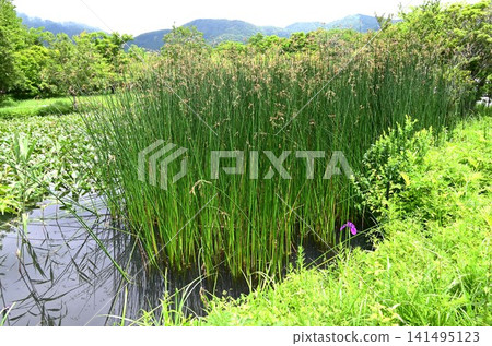 Furutoi (bulrush flower), aquatic perennial plant of the sedge family, emergent aquatic plant. Furutoi (bulrush flower), aquatic perennial plant of the sedge family, emergent aquatic plant. 141495123