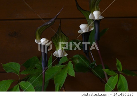 雪茅(Arisaema sikokianum),又稱雪麻糬草,是一種有毒植物,由於過度採摘而被列為瀕危物種,也是一種稀有植物。 雪茅(Arisaema sikokianum),又稱雪麻糬草,是一種有毒植物,由於過度採摘而被列為瀕危物種,也是一種稀有植物。 141495155