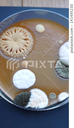 Floating mold that has fallen into the culture medium Floating mold that has fallen into the culture medium 141495230