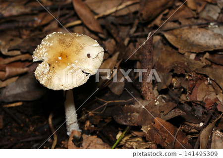 A large Amanita muscaria mushroom observed from above on the dark forest floor (Japanese Outdoor Field Fungi/Mushroom Ecology Macro Photography) A large Amanita muscaria mushroom observed from above on the dark forest floor (Japanese Outdoor Field Fungi/Mushroom Ecology Macro Photography) 141495309
