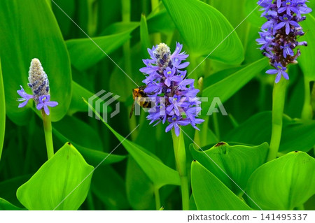 Long-leaved water hyacinth flower - a long-leaved water hyacinth, an aquatic plant native to America. Long-leaved water hyacinth flower - a long-leaved water hyacinth, an aquatic plant native to America. 141495337
