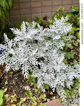 花壇裡種著銀菊。 花壇裡種著銀菊。 141495377