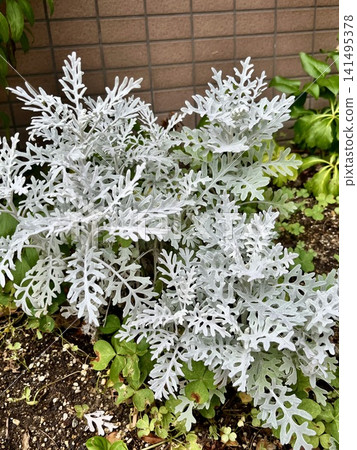 花壇裡種著銀菊。 花壇裡種著銀菊。 141495378