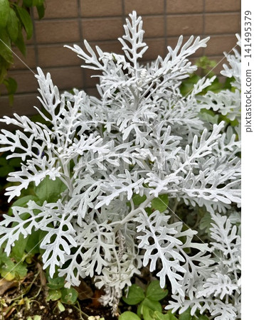花壇裡種著銀菊。 花壇裡種著銀菊。 141495379