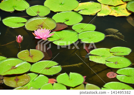 A pond with water lilies in bloom and leaves floating on the water's surface 1 A pond with water lilies in bloom and leaves floating on the water's surface 1 141495382