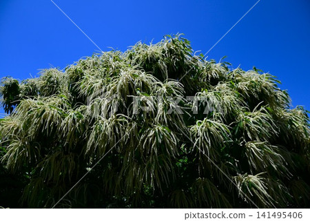 栗樹:雌雄同株,雄花下垂,雌花較小,生於基部。 栗樹:雌雄同株,雄花下垂,雌花較小,生於基部。 141495406
