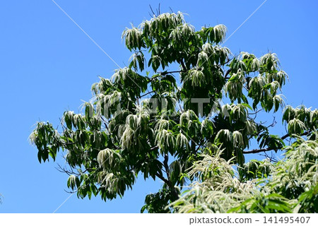 Chestnut tree: Male and female flowers. It is monoecious, with drooping male flower clusters and small female flowers at the base. 141495407