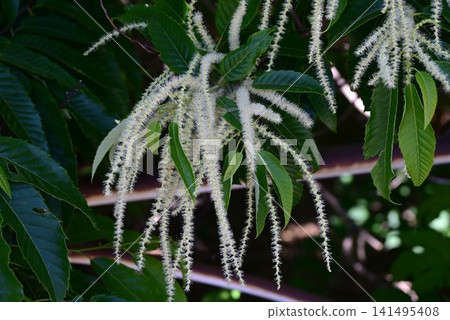 Chestnut tree: Male and female flowers. It is monoecious, with drooping male flower clusters and small female flowers at the base. Chestnut tree: Male and female flowers. It is monoecious, with drooping male flower clusters and small female flowers at the base. 141495408