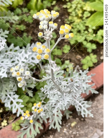 Dusty miller flowers planted in a flowerbed Dusty miller flowers planted in a flowerbed 141495409