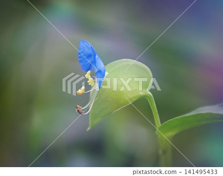 鴨蹠花的特寫 鴨蹠花的特寫 141495433
