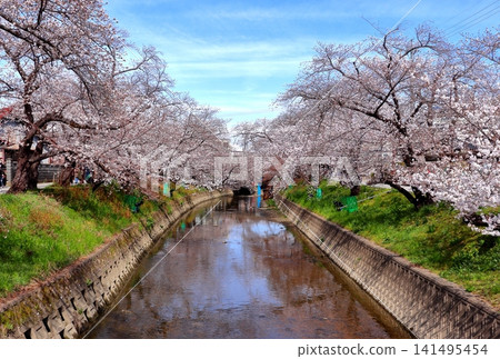 愛知縣五條川沿岸的櫻花(岩倉市) 愛知縣五條川沿岸的櫻花(岩倉市) 141495454