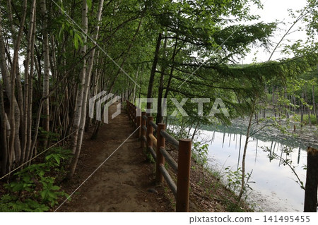 北海道美瑛,山巒疊嶂的小鎮,北海道的初夏,神秘的白銀藍池,清晨來到這裡,周圍沒有遊客,黎明時的藍池景色令人嘆為觀止。 北海道美瑛,山巒疊嶂的小鎮,北海道的初夏,神秘的白銀藍池,清晨來到這裡,周圍沒有遊客,黎明時的藍池景色令人嘆為觀止。 141495455