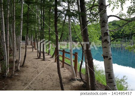 Hokkaido, Biei, the town of hills, early summer in Hokkaido, the mystical Blue Pond of Shirogane, a place where if you visit early in the morning, there are no tourists around, and the Blue Pond is a sight to behold at dawn. 141495457