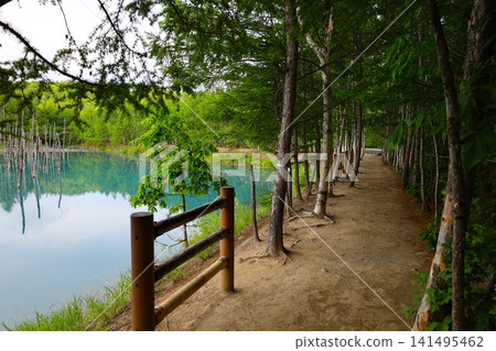 Hokkaido, Biei, the town of hills, early summer in Hokkaido, the mystical Blue Pond of Shirogane, a place where if you visit early in the morning, there are no tourists around, and the Blue Pond is a sight to behold at dawn. Hokkaido, Biei, the town of hills, early summer in Hokkaido, the mystical Blue Pond of Shirogane, a place where if you visit early in the morning, there are no tourists around, and the Blue Pond is a sight to behold at dawn. 141495462