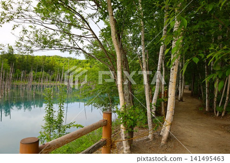 Hokkaido, Biei, the town of hills, early summer in Hokkaido, the mystical Blue Pond of Shirogane, a place where if you visit early in the morning, there are no tourists around, and the Blue Pond is a sight to behold at dawn. Hokkaido, Biei, the town of hills, early summer in Hokkaido, the mystical Blue Pond of Shirogane, a place where if you visit early in the morning, there are no tourists around, and the Blue Pond is a sight to behold at dawn. 141495463