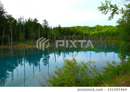 Hokkaido, Biei, the town of hills, early summer in Hokkaido, the mystical Blue Pond of Shirogane, a place where if you visit early in the morning, there are no tourists around, and the Blue Pond is a sight to behold at dawn. Hokkaido, Biei, the town of hills, early summer in Hokkaido, the mystical Blue Pond of Shirogane, a place where if you visit early in the morning, there are no tourists around, and the Blue Pond is a sight to behold at dawn. 141495464