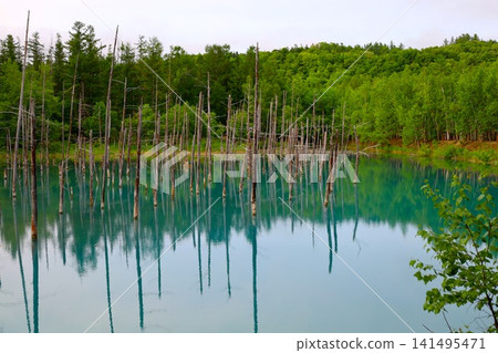 北海道美瑛,山巒疊嶂的小鎮,北海道的初夏,神秘的白銀藍池,清晨來到這裡,周圍沒有遊客,黎明時的藍池景色令人嘆為觀止。 北海道美瑛,山巒疊嶂的小鎮,北海道的初夏,神秘的白銀藍池,清晨來到這裡,周圍沒有遊客,黎明時的藍池景色令人嘆為觀止。 141495471