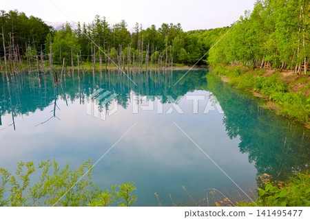 Hokkaido, Biei, the town of hills, early summer in Hokkaido, the mystical Blue Pond of Shirogane, a place where if you visit early in the morning, there are no tourists around, and the Blue Pond is a sight to behold at dawn. Hokkaido, Biei, the town of hills, early summer in Hokkaido, the mystical Blue Pond of Shirogane, a place where if you visit early in the morning, there are no tourists around, and the Blue Pond is a sight to behold at dawn. 141495477