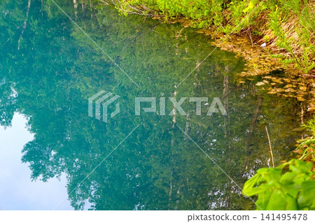 Hokkaido, Biei, the town of hills, early summer in Hokkaido, the mystical Blue Pond of Shirogane, a place where if you visit early in the morning, there are no tourists around, and the Blue Pond is a sight to behold at dawn. 141495478