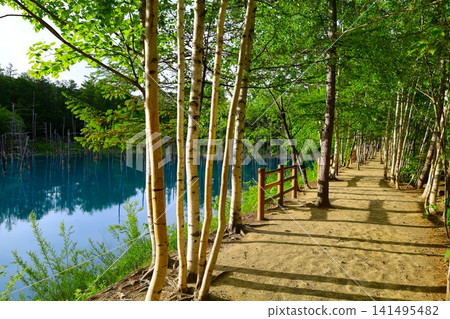 Hokkaido, Biei, the town of hills, early summer in Hokkaido, the mystical Blue Pond of Shirogane, a place where if you visit early in the morning, there are no tourists around, and the Blue Pond is a sight to behold at dawn. Hokkaido, Biei, the town of hills, early summer in Hokkaido, the mystical Blue Pond of Shirogane, a place where if you visit early in the morning, there are no tourists around, and the Blue Pond is a sight to behold at dawn. 141495482