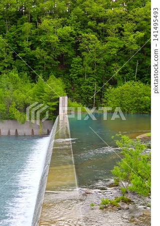 Hokkaido, Biei, the town of hills, early summer in Hokkaido, the mystical Blue Pond of Shirogane, a place where if you visit early in the morning, there are no tourists around, and the Blue Pond is a sight to behold at dawn. Hokkaido, Biei, the town of hills, early summer in Hokkaido, the mystical Blue Pond of Shirogane, a place where if you visit early in the morning, there are no tourists around, and the Blue Pond is a sight to behold at dawn. 141495493