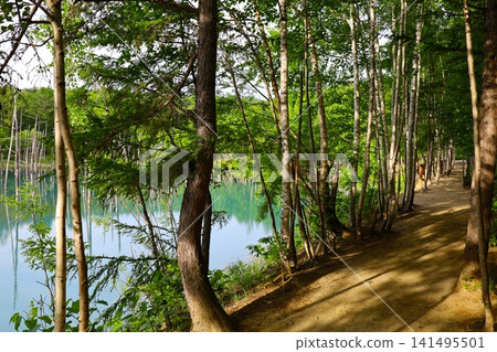 北海道美瑛,山巒疊嶂的小鎮,北海道的初夏,神秘的白銀藍池,清晨來到這裡,周圍沒有遊客,黎明時的藍池景色令人嘆為觀止。 北海道美瑛,山巒疊嶂的小鎮,北海道的初夏,神秘的白銀藍池,清晨來到這裡,周圍沒有遊客,黎明時的藍池景色令人嘆為觀止。 141495501