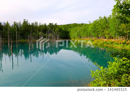 北海道美瑛,山巒疊嶂的小鎮,北海道的初夏,神秘的白銀藍池,清晨來到這裡,周圍沒有遊客,黎明時的藍池景色令人嘆為觀止。 北海道美瑛,山巒疊嶂的小鎮,北海道的初夏,神秘的白銀藍池,清晨來到這裡,周圍沒有遊客,黎明時的藍池景色令人嘆為觀止。 141495525