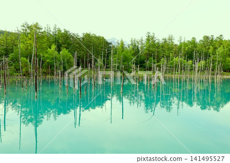 Hokkaido, Biei, the town of hills, early summer in Hokkaido, the mystical Blue Pond of Shirogane, a place where if you visit early in the morning, there are no tourists around, and the Blue Pond is a sight to behold at dawn. Hokkaido, Biei, the town of hills, early summer in Hokkaido, the mystical Blue Pond of Shirogane, a place where if you visit early in the morning, there are no tourists around, and the Blue Pond is a sight to behold at dawn. 141495527