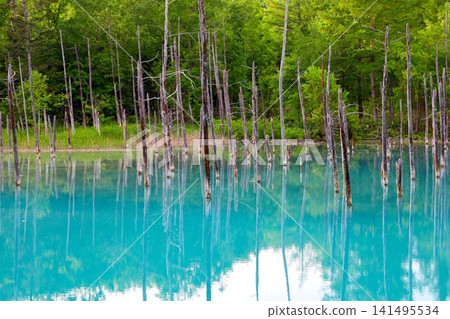 Hokkaido, Biei, the town of hills, early summer in Hokkaido, the mystical Blue Pond of Shirogane, a place where if you visit early in the morning, there are no tourists around, and the Blue Pond is a sight to behold at dawn. Hokkaido, Biei, the town of hills, early summer in Hokkaido, the mystical Blue Pond of Shirogane, a place where if you visit early in the morning, there are no tourists around, and the Blue Pond is a sight to behold at dawn. 141495534