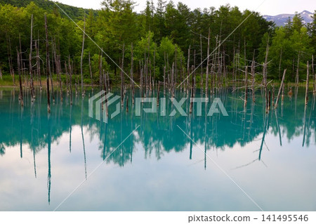 Hokkaido, Biei, the town of hills, early summer in Hokkaido, the mystical Blue Pond of Shirogane, a place where if you visit early in the morning, there are no tourists around, and the Blue Pond is a sight to behold at dawn. Hokkaido, Biei, the town of hills, early summer in Hokkaido, the mystical Blue Pond of Shirogane, a place where if you visit early in the morning, there are no tourists around, and the Blue Pond is a sight to behold at dawn. 141495546