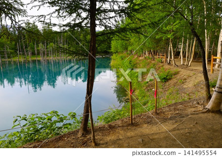 Hokkaido, Biei, the town of hills, early summer in Hokkaido, the mystical Blue Pond of Shirogane, a place where if you visit early in the morning, there are no tourists around, and the Blue Pond is a sight to behold at dawn. Hokkaido, Biei, the town of hills, early summer in Hokkaido, the mystical Blue Pond of Shirogane, a place where if you visit early in the morning, there are no tourists around, and the Blue Pond is a sight to behold at dawn. 141495554