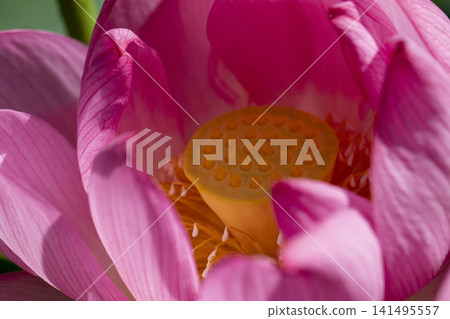 Lotus flower Lotus flower 141495557