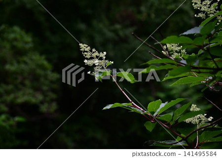 Hydrangea paniculata flowers, glue plant, raw material for glue and papermaking, roots used for smoking pipes. Hydrangea paniculata flowers, glue plant, raw material for glue and papermaking, roots used for smoking pipes. 141495584