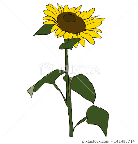 A simple sunflower. A sunflower looking up at the sky. A simple sunflower. A sunflower looking up at the sky. 141495714