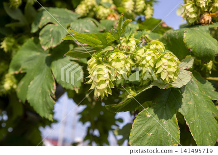 A summer scene of hops, a brewing plant bearing fruit in clusters. 141495719