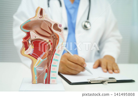 Asian doctor with nasal oral throat cavity neck human anatomy model for study diagnosis and treatment in hospital. Asian doctor with nasal oral throat cavity neck human anatomy model for study diagnosis and treatment in hospital. 141495808