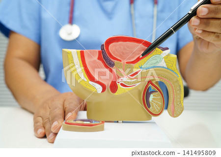 Male reproductive system, Asian doctor holding human anatomy model for study diagnosis and treatment in hospital. Male reproductive system, Asian doctor holding human anatomy model for study diagnosis and treatment in hospital. 141495809