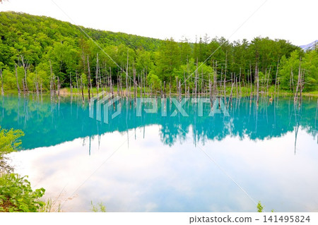 Hokkaido, Biei Hills, early summer to summer in Hokkaido, Shirogane Blue Pond, the mystical blue pond at dawn when you visit early in the morning and there are no other tourists around. Hokkaido, Biei Hills, early summer to summer in Hokkaido, Shirogane Blue Pond, the mystical blue pond at dawn when you visit early in the morning and there are no other tourists around. 141495824