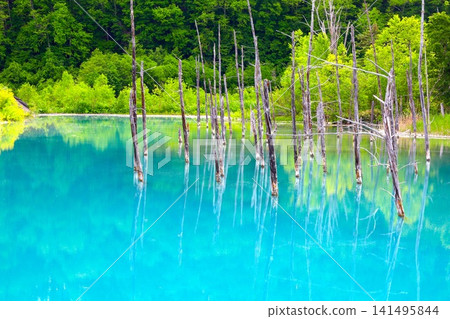 北海道美瑛丘陵,初夏至夏季,白金藍池,清晨時分,當周圍沒有其他遊客時,可以看到神秘的藍色池塘。 北海道美瑛丘陵,初夏至夏季,白金藍池,清晨時分,當周圍沒有其他遊客時,可以看到神秘的藍色池塘。 141495844