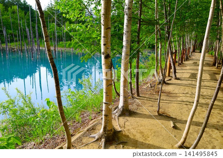 北海道美瑛丘陵,初夏至夏季,白金藍池,清晨時分,當周圍沒有其他遊客時,可以看到神秘的藍色池塘。 北海道美瑛丘陵,初夏至夏季,白金藍池,清晨時分,當周圍沒有其他遊客時,可以看到神秘的藍色池塘。 141495845