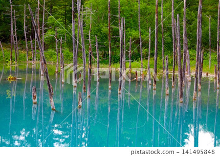 北海道美瑛丘陵,初夏至夏季,白金藍池,清晨時分,當周圍沒有其他遊客時,可以看到神秘的藍色池塘。 北海道美瑛丘陵,初夏至夏季,白金藍池,清晨時分,當周圍沒有其他遊客時,可以看到神秘的藍色池塘。 141495848