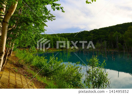 北海道美瑛丘陵,初夏至夏季,白金藍池,清晨時分,當周圍沒有其他遊客時,可以看到神秘的藍色池塘。 北海道美瑛丘陵,初夏至夏季,白金藍池,清晨時分,當周圍沒有其他遊客時,可以看到神秘的藍色池塘。 141495852