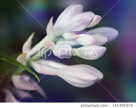 hosta flower hosta flower 141495854