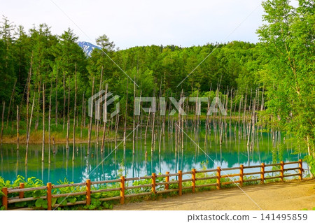 北海道美瑛丘陵,初夏至夏季,白金藍池,清晨時分,當周圍沒有其他遊客時,可以看到神秘的藍色池塘。 北海道美瑛丘陵,初夏至夏季,白金藍池,清晨時分,當周圍沒有其他遊客時,可以看到神秘的藍色池塘。 141495859